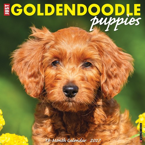 Goldendoodle puppies 2027 - puppies, 12"